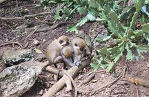Barbados Private Scenic Tour: With Monkey Feeding Experience