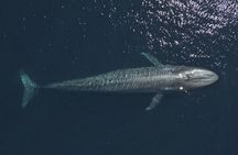 Mobulas and Cetaceans Day Trip