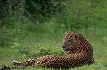 Private Jeep Safaris Tour in Yala National Park 