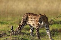 Private Jeep Safaris Tour in Yala National Park 