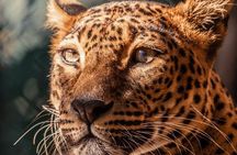 Private Jeep Safaris Tour in Yala National Park 