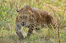Private Jeep Safaris Tour in Yala National Park 