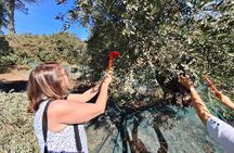 Kefalonia Fully Customizable Private Tour