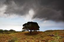 Randi's Forrest & Seychelles