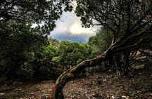 Randi's Forrest & Seychelles