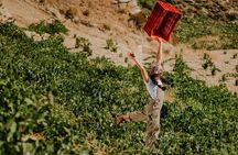 Original Ikaria Wine Tour with Pick-Up