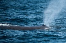 Mobulas and Cetaceans Day Trip