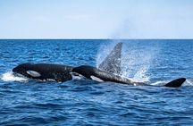 Mobulas and Cetaceans Day Trip