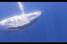 Private boat tour to swim with whales and sharks