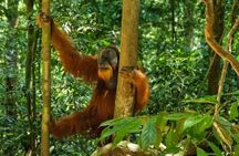 Bukit Lawang Jungle Trek Sumatran Safari