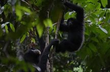 Bukit Lawang Jungle Trek Sumatran Safari