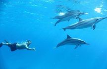 Private Dolphin House Boat Tour with Snorkeling & Lunch– Hurghada