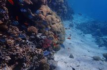 Magawish Island Private Speedboat with Snorkeling from Hurghada