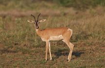 Wildlife Safari to Awash National Park and Surrounding