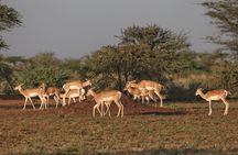 Wildlife Safari to Awash National Park and Surrounding