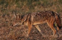 Wildlife Safari to Awash National Park and Surrounding