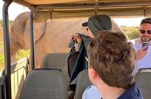Full day Safari with BBQ Lunch in Addo Elephant National Park.