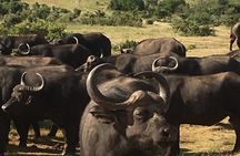 Full day Safari with BBQ Lunch in Addo Elephant National Park.