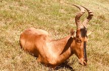 Full day Safari with BBQ Lunch in Addo Elephant National Park.