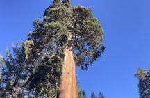 Transformative Outdoor Day Retreat Among the Giant Sequoias