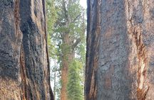 Transformative Outdoor Day Retreat Among the Giant Sequoias