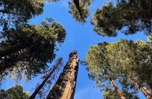 Transformative Outdoor Day Retreat Among the Giant Sequoias