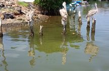 Negombo Lagoon Safari private Tour (Monkey Island, Mangrove)