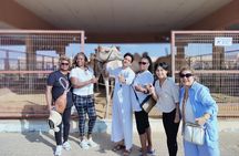 Al Ain City Tour From Dubai: Camel Market, Oasis & Historic Fort