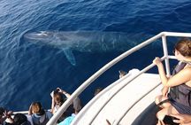 All Inclusive Mirissa Morning Whale Watching Boat Tour with Geeth