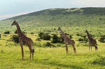 4 Days Maasai Mara Group Joining Safari in 4WD