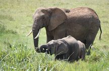 4 Days Maasai Mara Group Joining Safari in 4WD