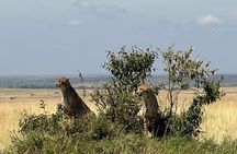 4 Days Maasai Mara Group Joining Safari in 4WD