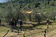 Picnic among the Olive Trees and Tasting of Oil and Local Flavors