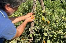 Cooking Class in a Typical Sorrento Garden