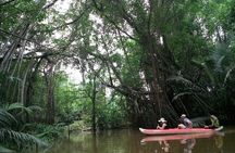 Mangrove Canoeing at Little Amazon Takuapa from Khaolak