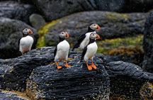 Puffin Jet ski tour in Reykjavík