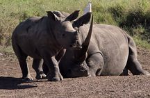 Nairobi National Park, Elephants Orphanage Private Tour