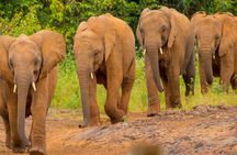 Nairobi National Park, Elephants Orphanage Private Tour