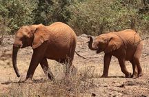 Nairobi National Park, Elephants Orphanage Private Tour