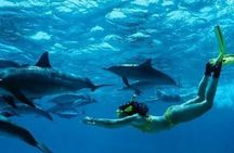 Mnemba Island Dolphins Watching and Snorkeling