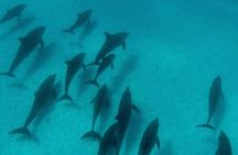 Mnemba Island Dolphins Watching and Snorkeling