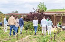 Gourmet picnic and wine tasting among the vineyards in l'Empordà