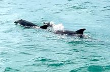 Sunset Dolphin Watching Tour