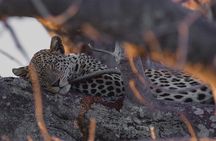 4 Days Group Camping Safari
