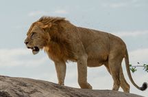 4 Days Group Camping Safari