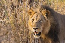 4 Days Group Camping Safari