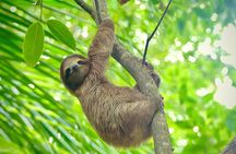 A Bocas Mangrove Kayak & Reef Snorkel Eco Tour