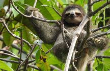 A Bocas Mangrove Kayak & Reef Snorkel Eco Tour