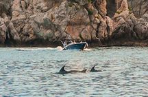 2.5 Hours Sunset Boat Tour in Search of Dolphins 