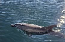 2.5 Hours Sunset Boat Tour in Search of Dolphins